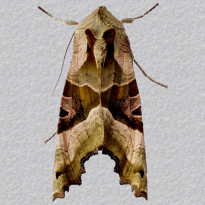 Image of Angle Shades - Phlogophora meticulosa*