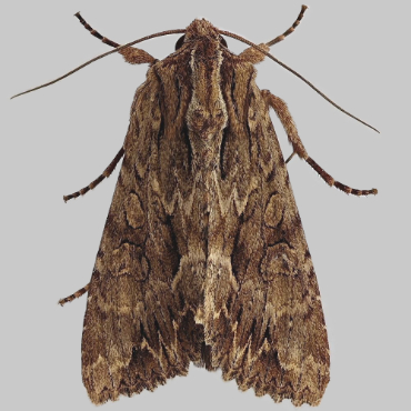 Picture of Dark Arches - Apamea monoglypha