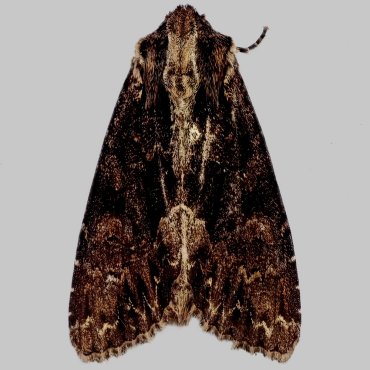 Picture of Dark Arches - Apamea monoglypha f. aethiops