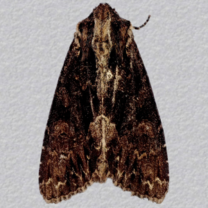 Image of Dark Arches - Apamea monoglypha f. aethiops