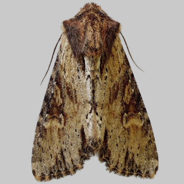 Picture of Clouded-bordered Brindle - Apamea crenata*