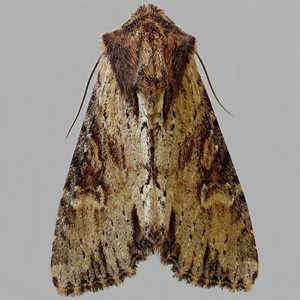 Image of Clouded-bordered Brindle - Apamea crenata*