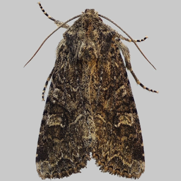 Picture of Dusky Brocade - Apamea remissa