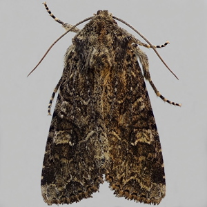 Image of Dusky Brocade - Apamea remissa