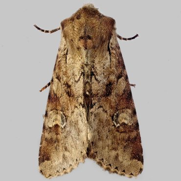 Picture of Rustic Shoulder-knot - Apamea sordens*