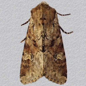 Image of Rustic Shoulder-knot - Apamea sordens*