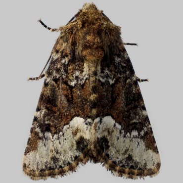 Picture of Marbled Minor agg. - Oligia strigilis agg.