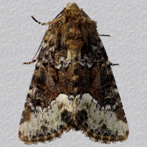 Image of Marbled Minor agg. - Oligia strigilis agg.