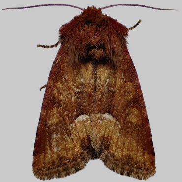 Picture of Middle-barred Minor - Oligia fasciuncula