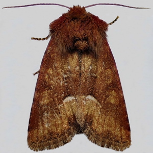 Image of Middle-barred Minor - Oligia fasciuncula
