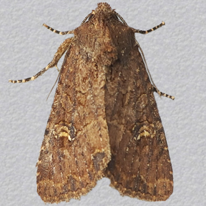 Image of Common Rustic agg. - Mesapamea secalis agg.