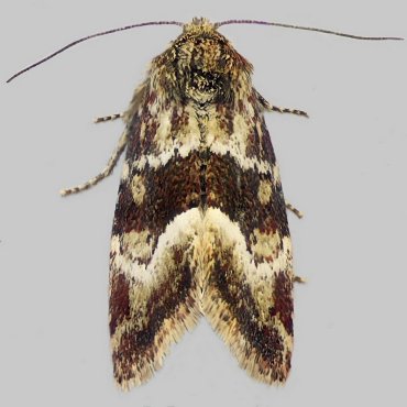 Picture of Least Minor - Photedes captiuncula ssp. tincta