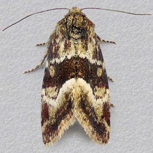 Image of Least Minor - Photedes captiuncula ssp. tincta