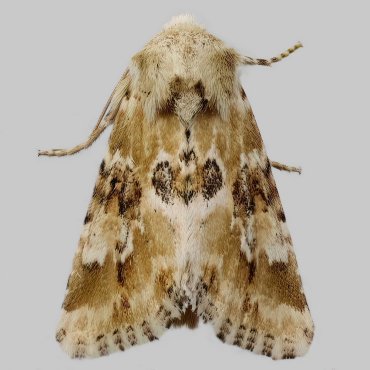 Picture of Dusky Sallow - Eremobia ochroleuca