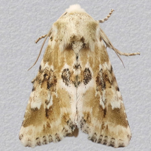 Image of Dusky Sallow - Eremobia ochroleuca