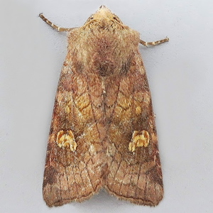 Image of Ear Moth - Amphipoea oculea agg.