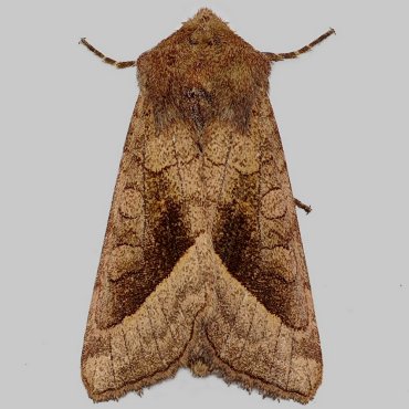 Picture of Rosy Rustic - Hydraecia micacea