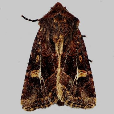 Picture of Haworth's Minor - Celaena haworthii