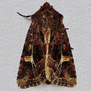 Image of Haworth's Minor - Celaena haworthii