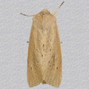 Image of Large Wainscot - Rhizedra lutosa