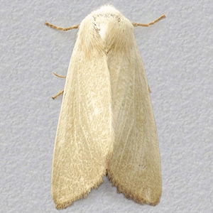 Image of Fen Wainscot - Arenostola phragmitidis*