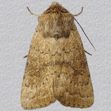 Top - 1