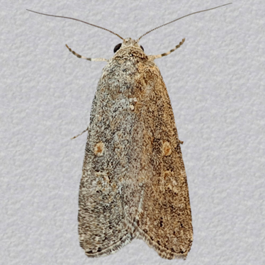 Top - 2