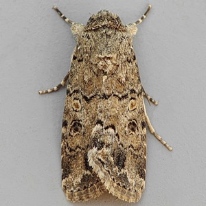 Image of Dark Mottled Willow - Spodoptera cilium