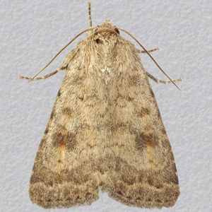 Image of Mottled Rustic - Caradrina morpheus