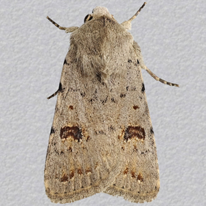 Image of Clancy's Rustic - Platyperigea Kadenii*