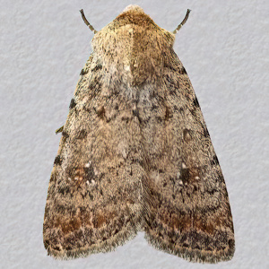 Image of Pale Mottled Willow - Caradrina clavipalpis