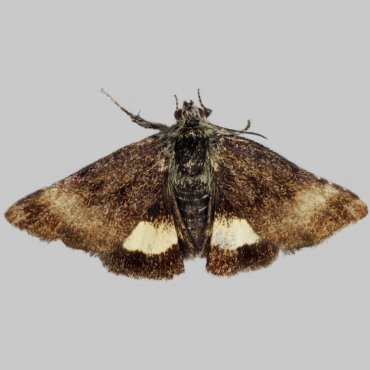 Picture of Small Yellow Underwing - Panemeria tenebrata*