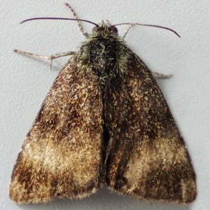 Image of Small Yellow Underwing - Panemeria tenebrata*