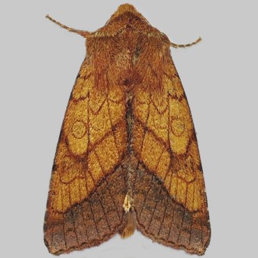 Picture of Bordered Sallow - Pyrrhia umbra