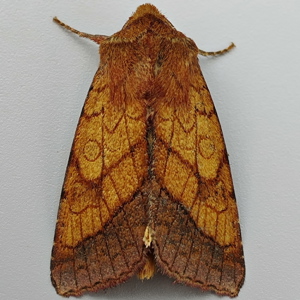 Image of Bordered Sallow - Pyrrhia umbra