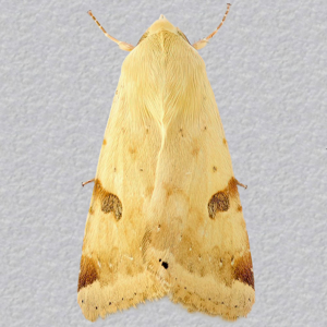 Image of Bordered Straw - Heliothis peltigera