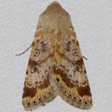 Top - 2