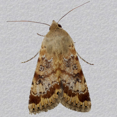 Top - 3