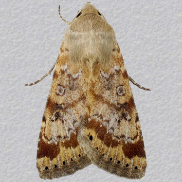 Top - 1