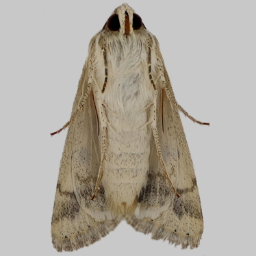 Alternate view