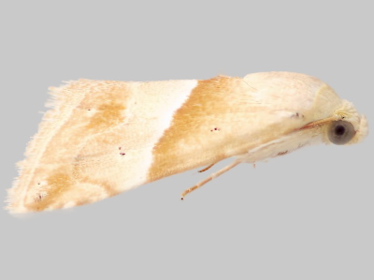 Left profile - 2