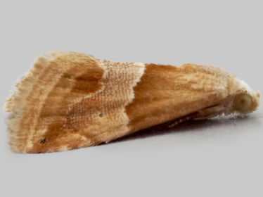Left profile - 3