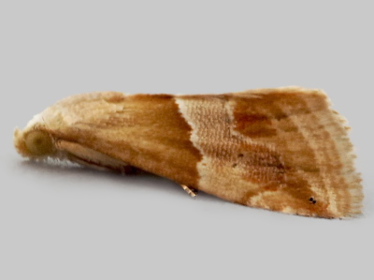Right profile - 3