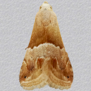 Top - 2