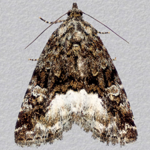 Image of Marbled White Spot - Deltote pygarga