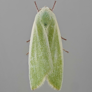 Image of Cream-bordered Green Pea - Earias clorana*