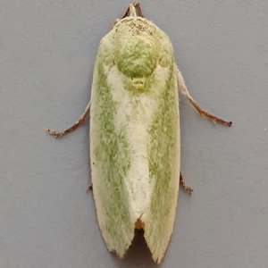 Image of Egyptian Bollworm - Earias insulana