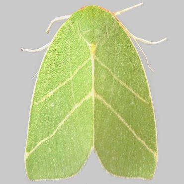 Picture of Scarce Silver-lines - Bena bicolorana