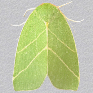 Image of Scarce Silver-lines - Bena bicolorana