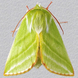 Image of Green Silver-lines - Pseudoips prasinana